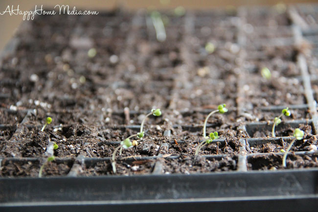 seedlings