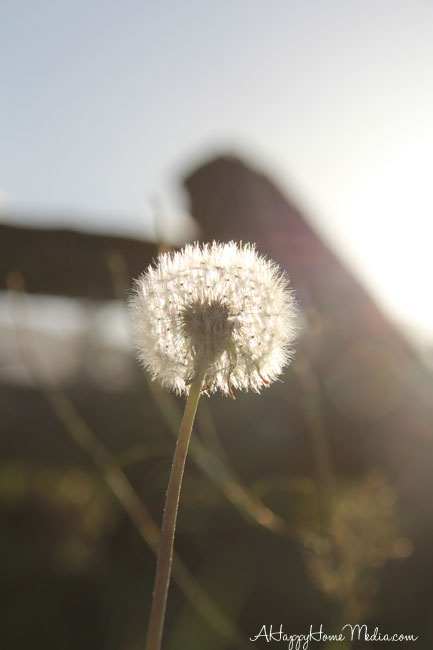 dandelion