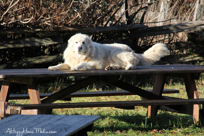 maremma